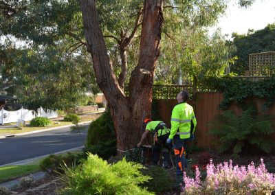 ants-treeworks-tree-removal-frankston-about