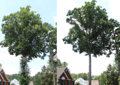 before-and-after-pruning