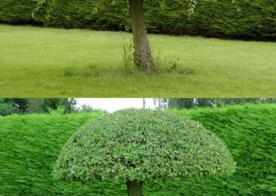 shaping_of_small_tree
