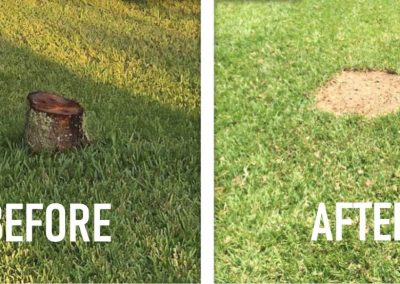 stump grinding -BEFORE & AFTER